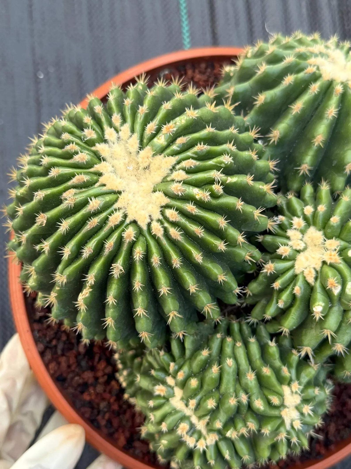Crested Echinocactus Grusonii Inermis | Rare Short Spine Cluster Live Cactus