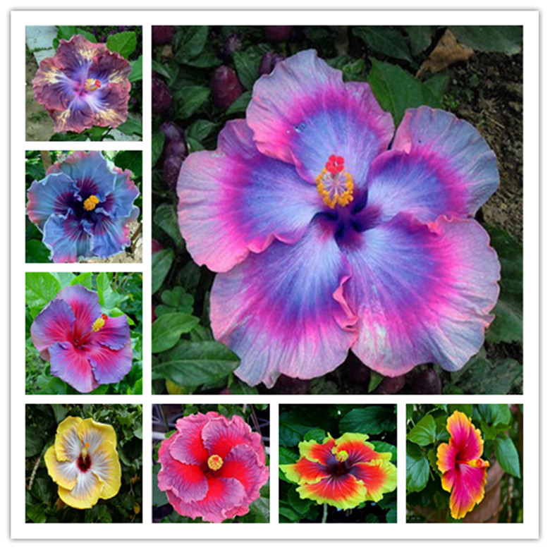 20 HIBISCUS FLOWER SEEDS rare exotic bloom plant garden bed bush germination