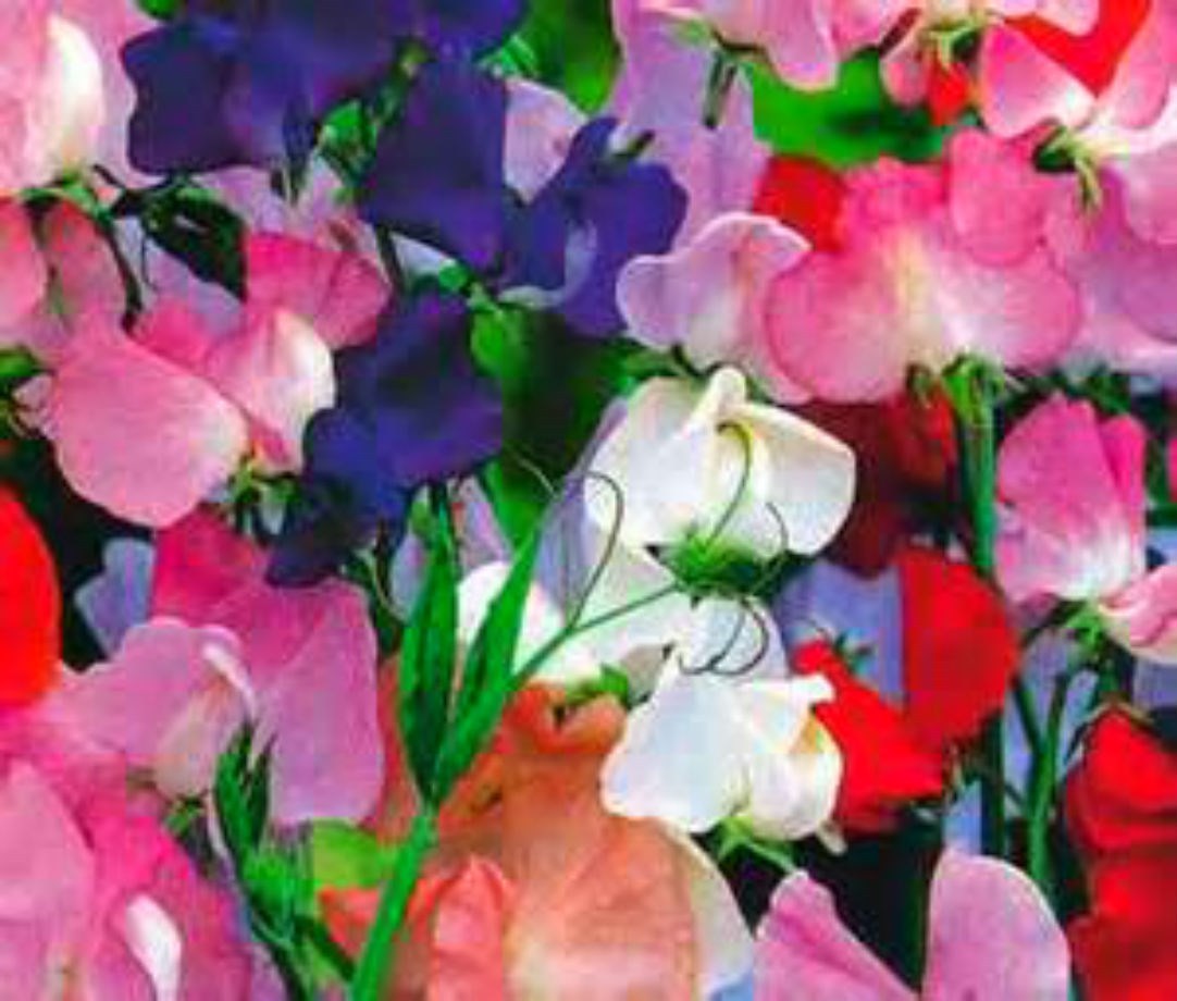 Royal Family Sweet Pea Vine – 10 Seeds BEAUTIFUL BRIGHT COLOR MIX COMB S/H
