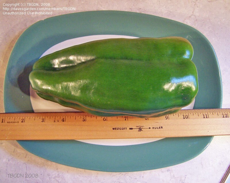 100+ Big Bertha Sweet Pepper Seeds – Non GMO – Heirloom – Organic —- HUGE