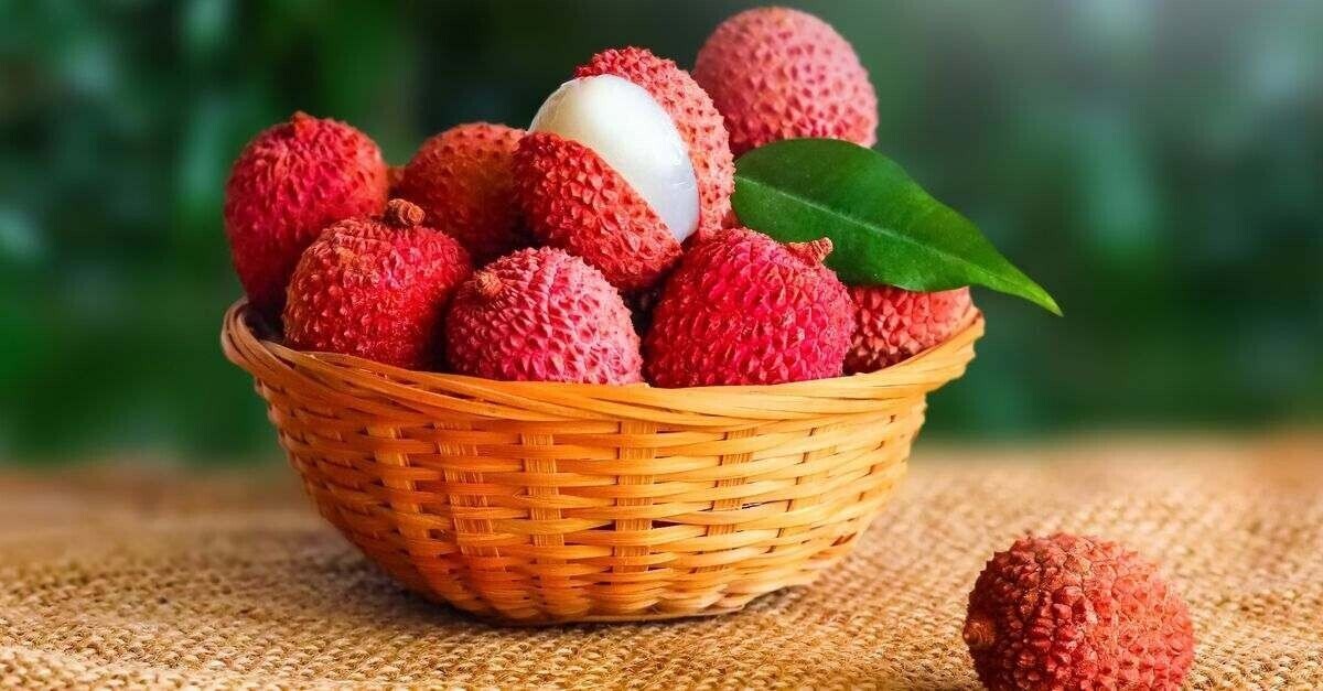 15 RARE BIG Supper Sweet Lychee Tropical Fruit Seeds , Collected August 2024