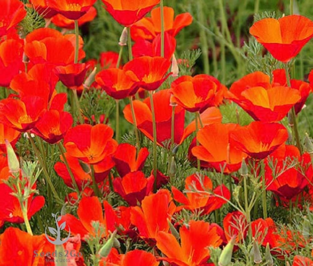 California Poppy Seeds, Red Chief Eschscholzia Large Pack of 20,000 Seeds by