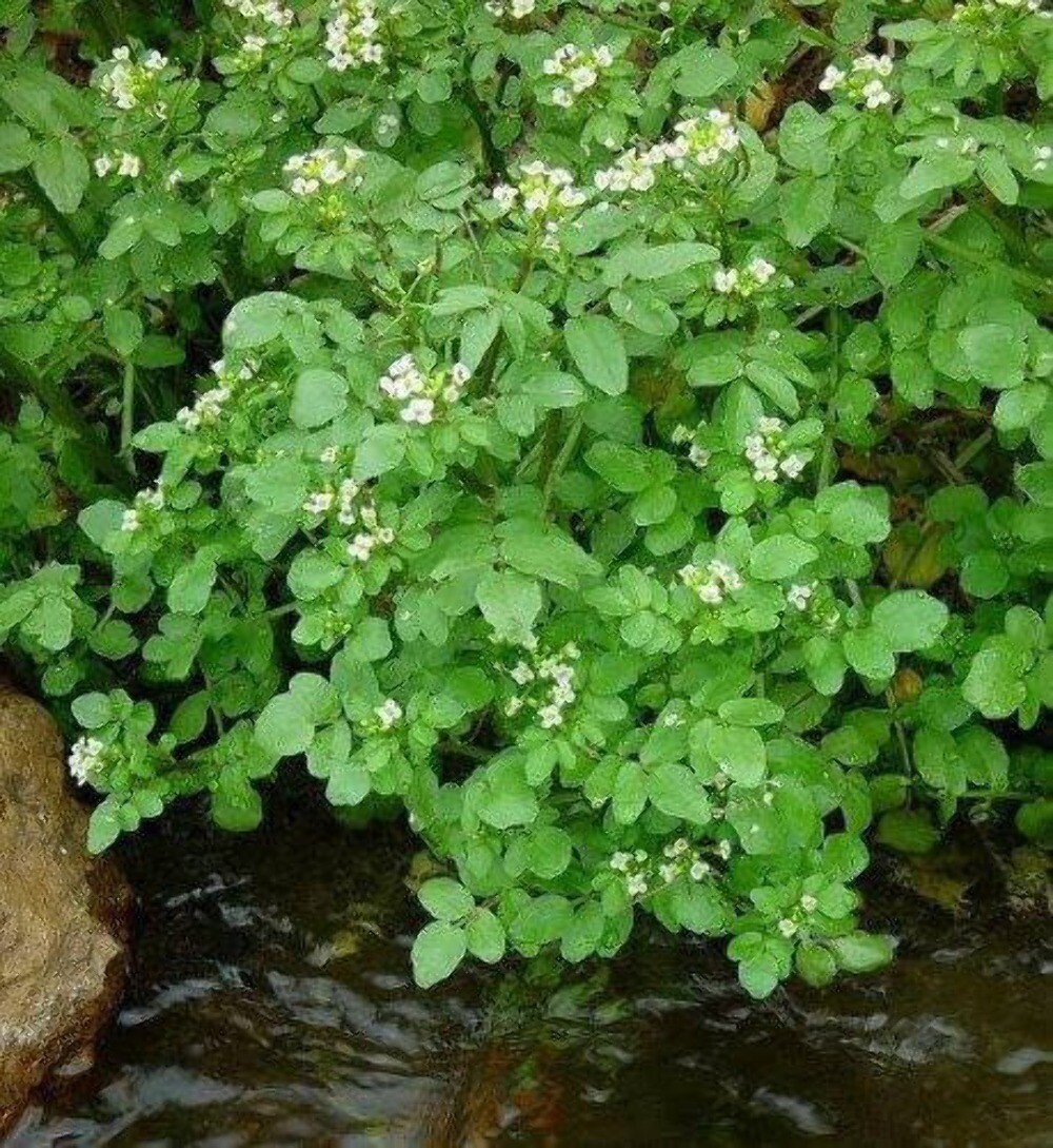 1000 Fine Curled PEPPERGRASS PEPPERCRESS WATERCRESS Lepidium Sativum Seeds