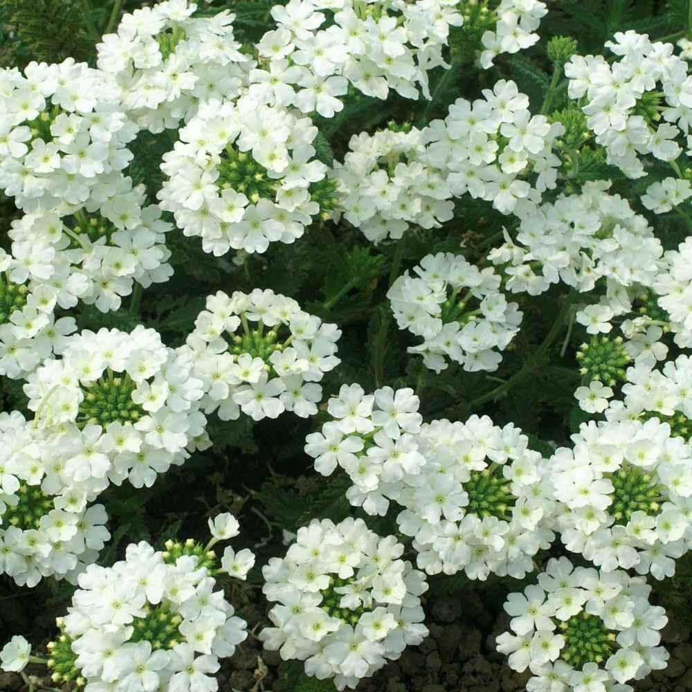 1000 Seeds Verbena Seed – Verbena Hybrida White Ground Cover Seeds