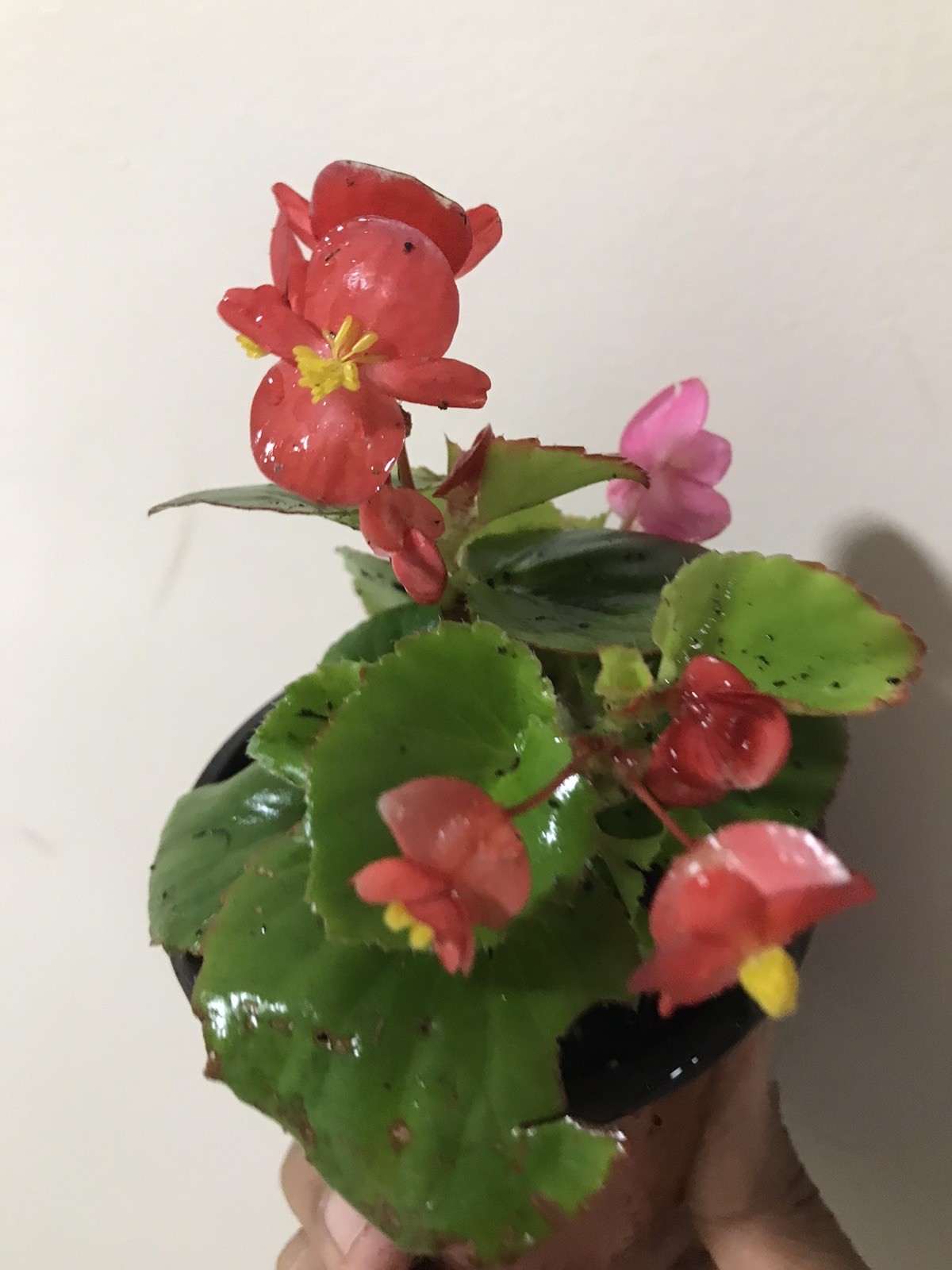 Red Wax Begonia Live Plant in 3” Pot