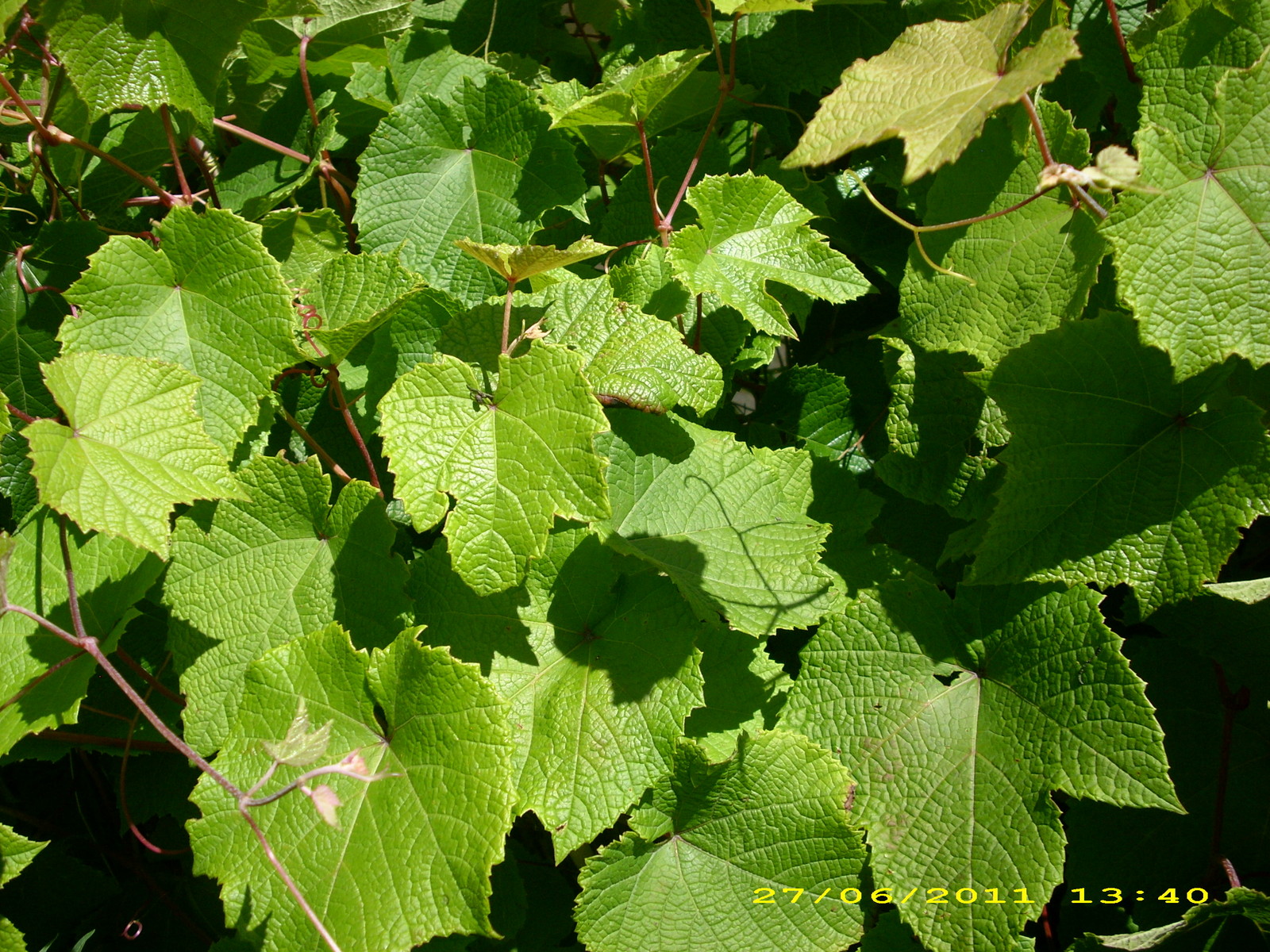 Amur Grape, Vitis amurensis, Vine Seeds