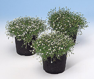 Sagina (Irish Moss) subulata Irish Moss PL 2,000 seeds