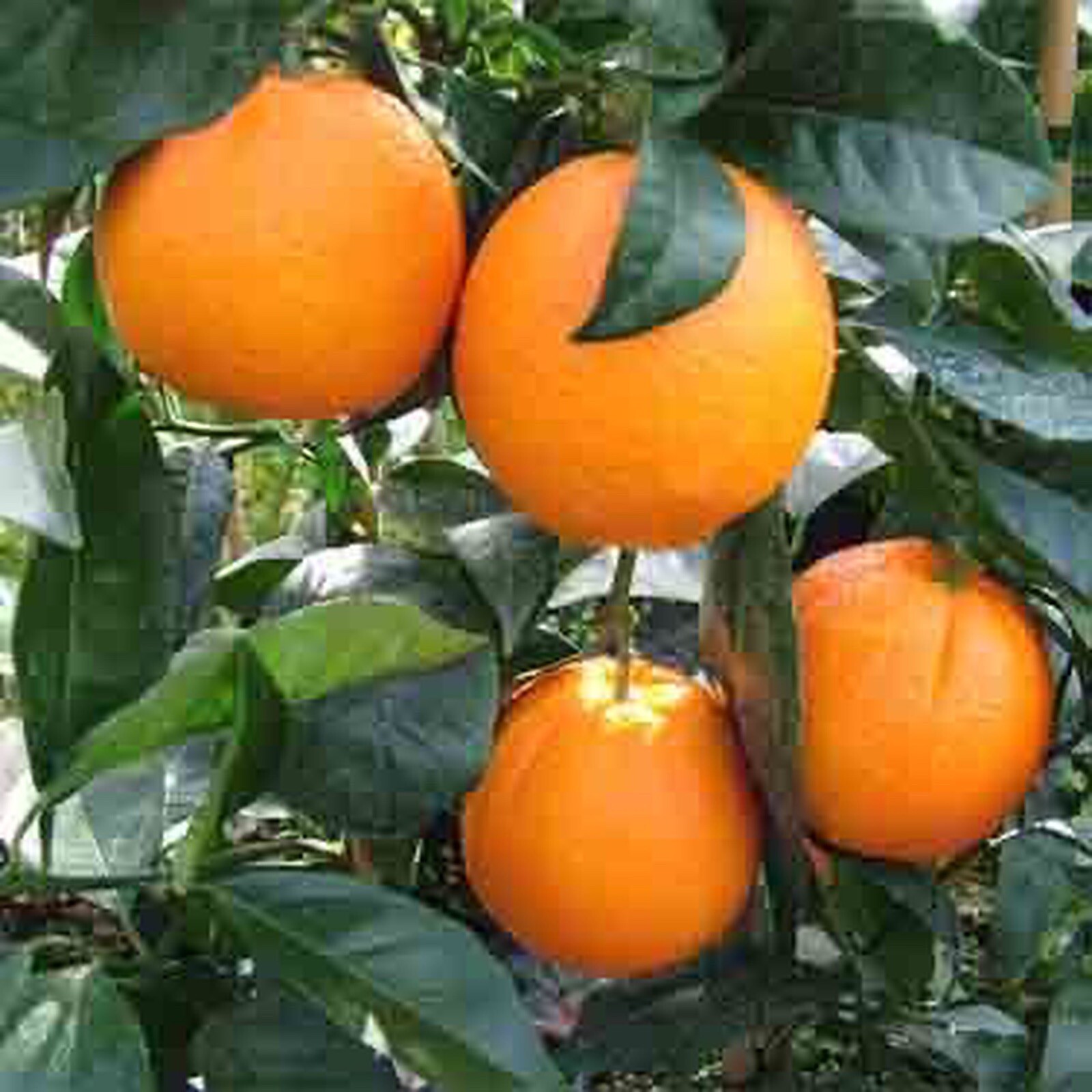 Fukumoto Navel Tree 1-2 feet Tall, grafted, Can not Ship to Az, Ca, Fl, La, Tx