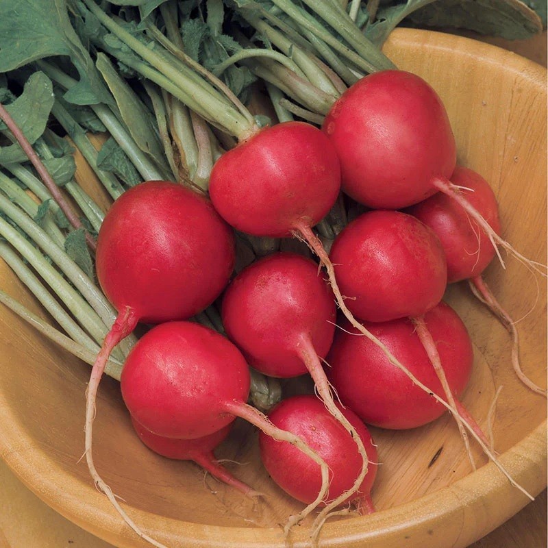 Cherry Belle Radish Seeds 100 – 500 – 1000 – 5000 Seeds Microgreens 25 days