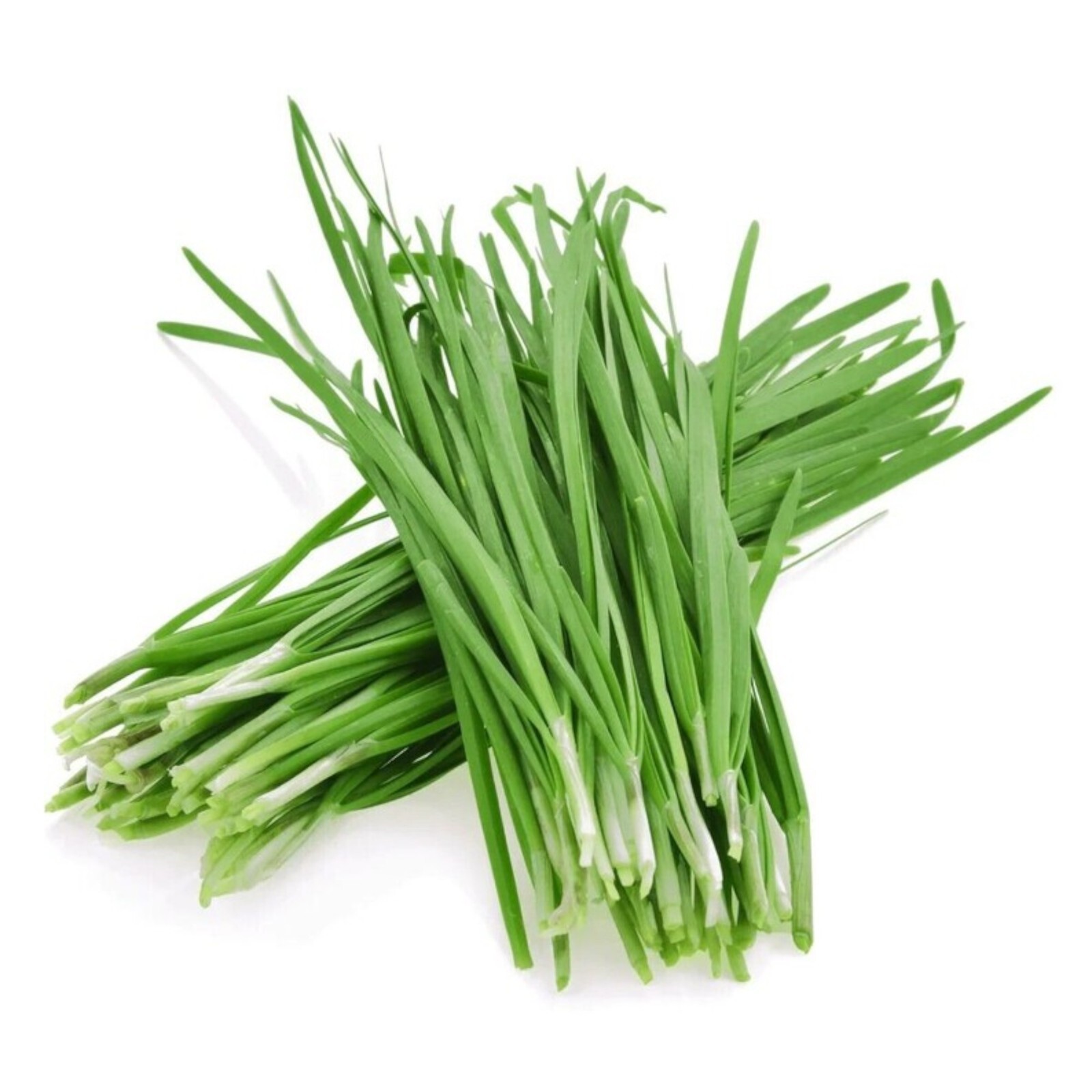 500 Garlic Chive Seeds for Planting – Heirloom, Non-GMO Chinese Chives Vegetable