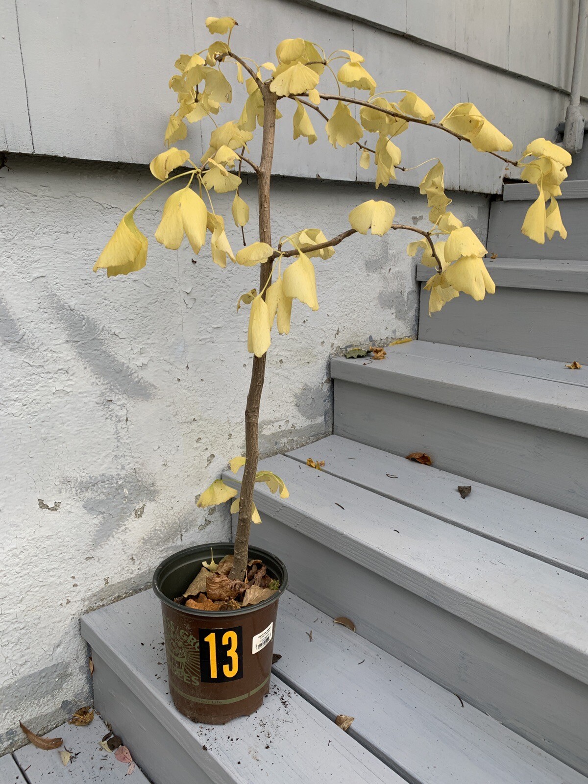 Ginkgo #13, exact plant, 4 years old. Shipped with roots wrapped. No soil