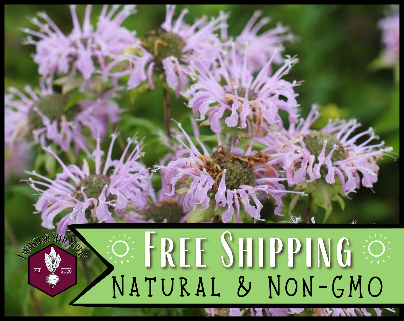 1900+ Bee Balm / Bergamot Seeds, Wildflower Pollinator Seed Packet for Gardening
