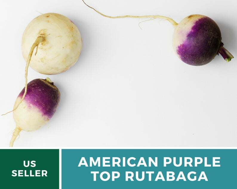 Rutabaga, American Purple Top – 200 Heirloom Seeds – GMO Free (Brassica napus)