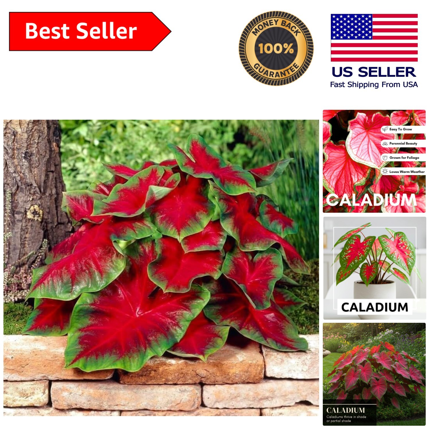 Florida Cardinal Caladium Bulbs – 10 Heirloom Bulbs for Vibrant Tropical Gardens