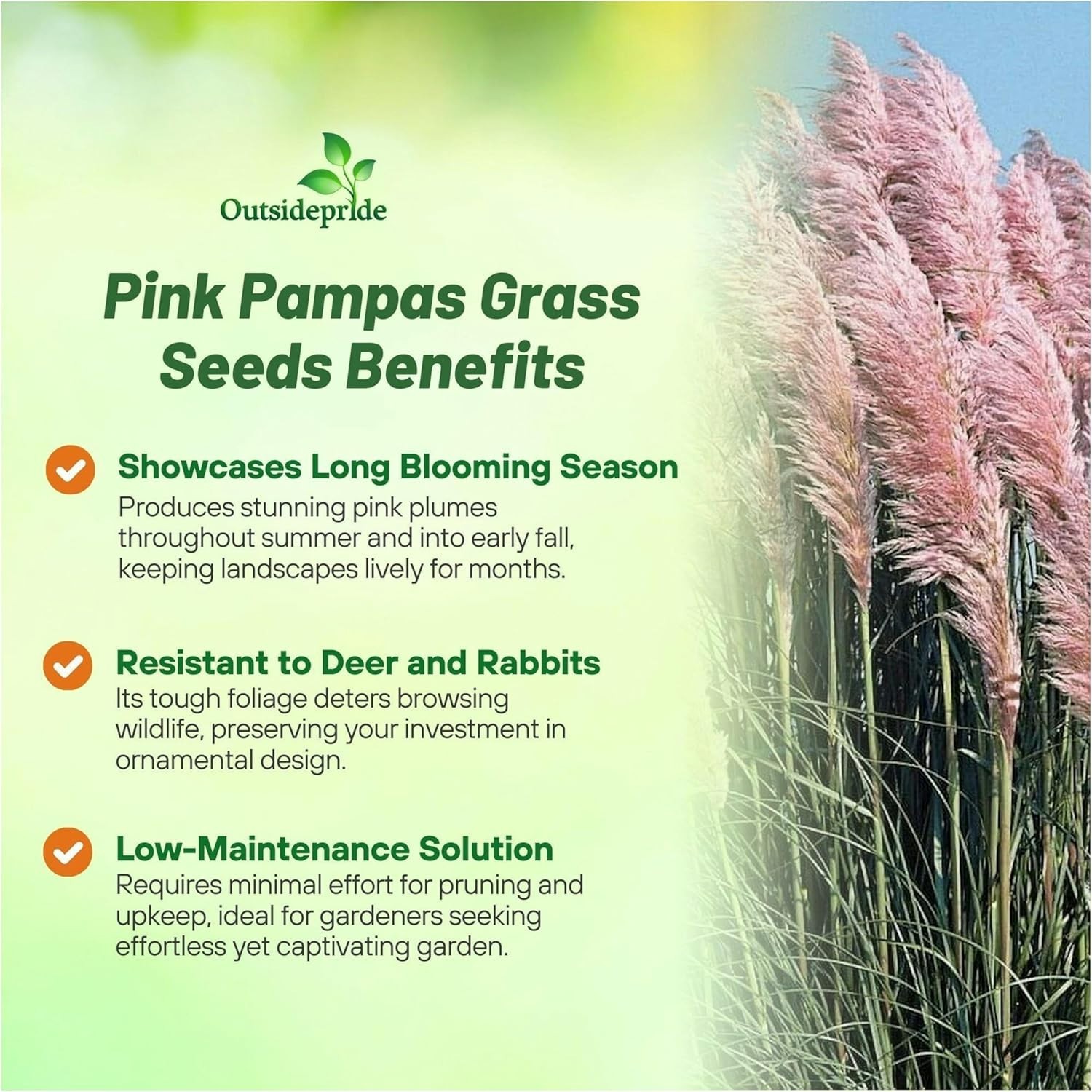 Pink Pampas Grass Seeds – 1,000 Pcs. Perennial, Drought-Tolerant Ornamental G…