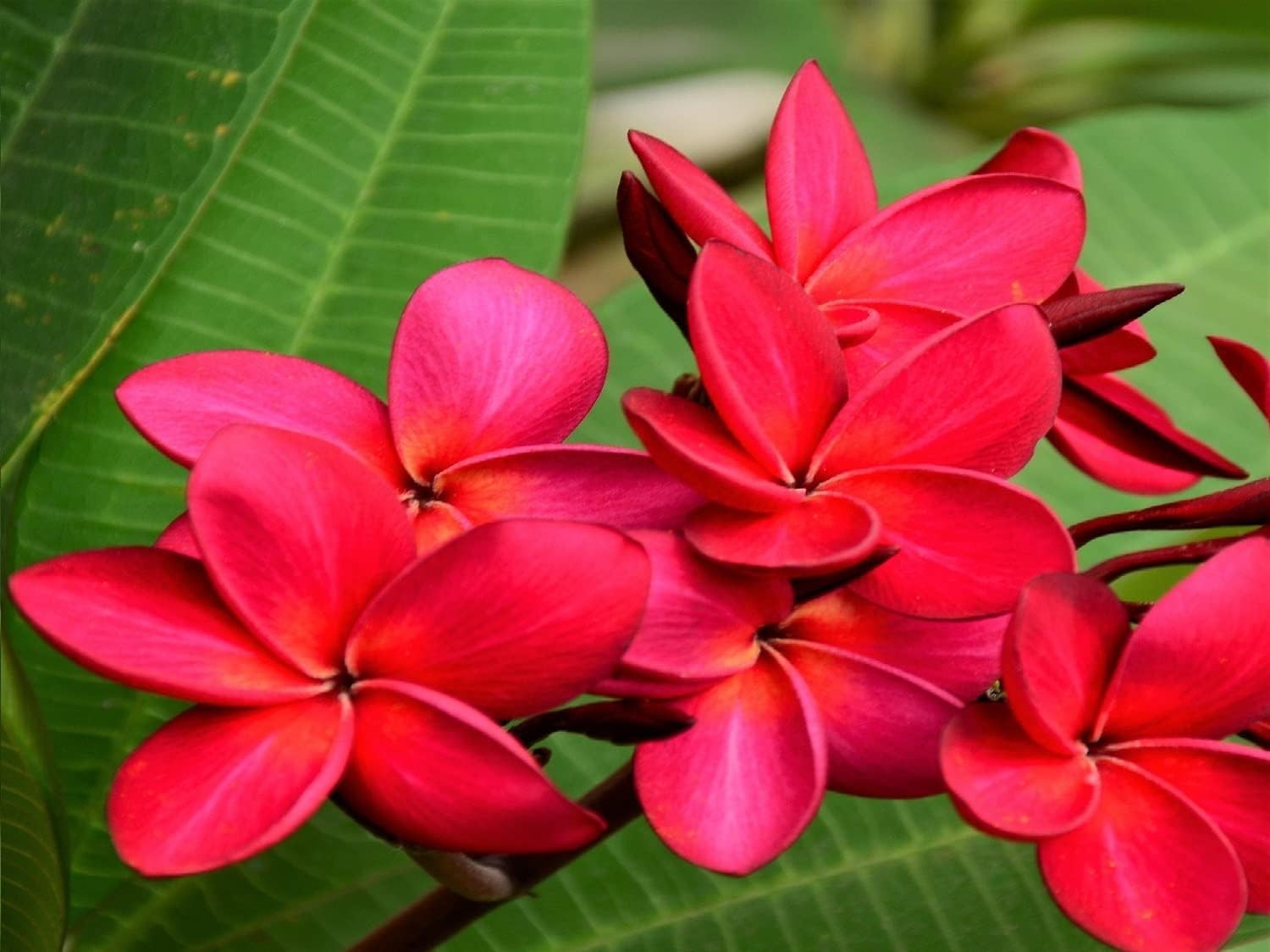 2 HAWAIIAN RED PLUMERIA FRANGIPANI PLANT CUTTINGS – FRAGRANT EASY TO GROW