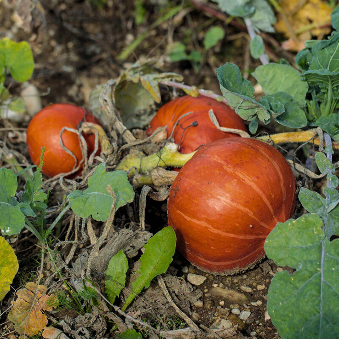 Fresh Japanese Kuri Seeds | Squash | Red | 10 Seeds | Heirloom Non-GMO | Asian