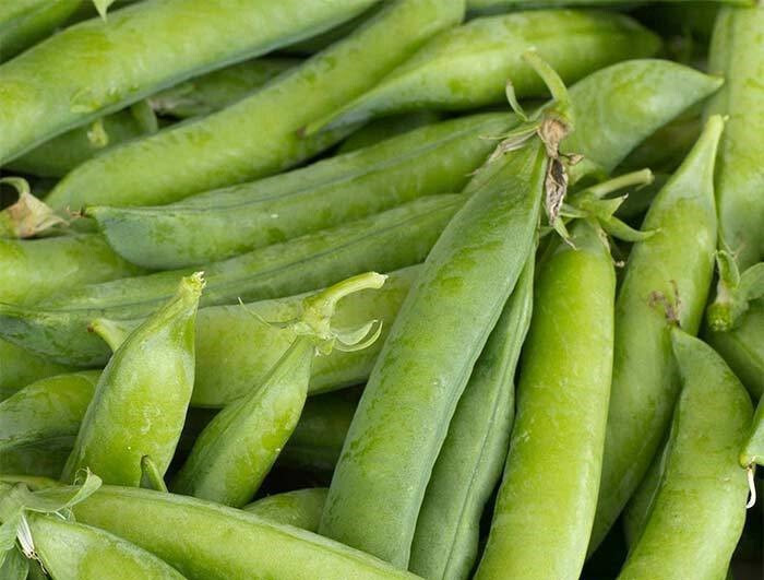 PEA SEED, LITTLE MARVEL, HEIRLOOM, NON GMO, 1 lb. + SEEDS,
