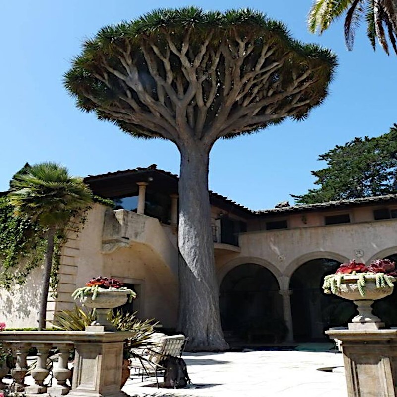 20 Dragon’s Blood Tree Seeds (Dracaena draco) Exotic Canary Island Palm Bonsai
