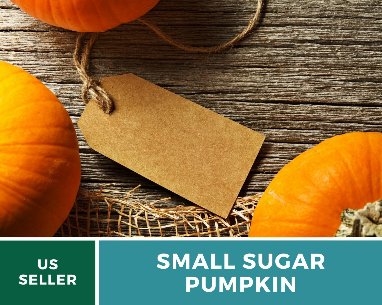 Pumpkin, Small Sugar – 15 Seeds – Heirloom – GMO Free (Cucurbita pepo)