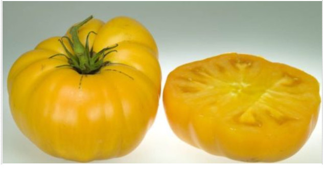 Brandywine YELLOW Tomato 30 – 5000 Seeds Rare Heirloom Beefsteak Bulk Rare oz