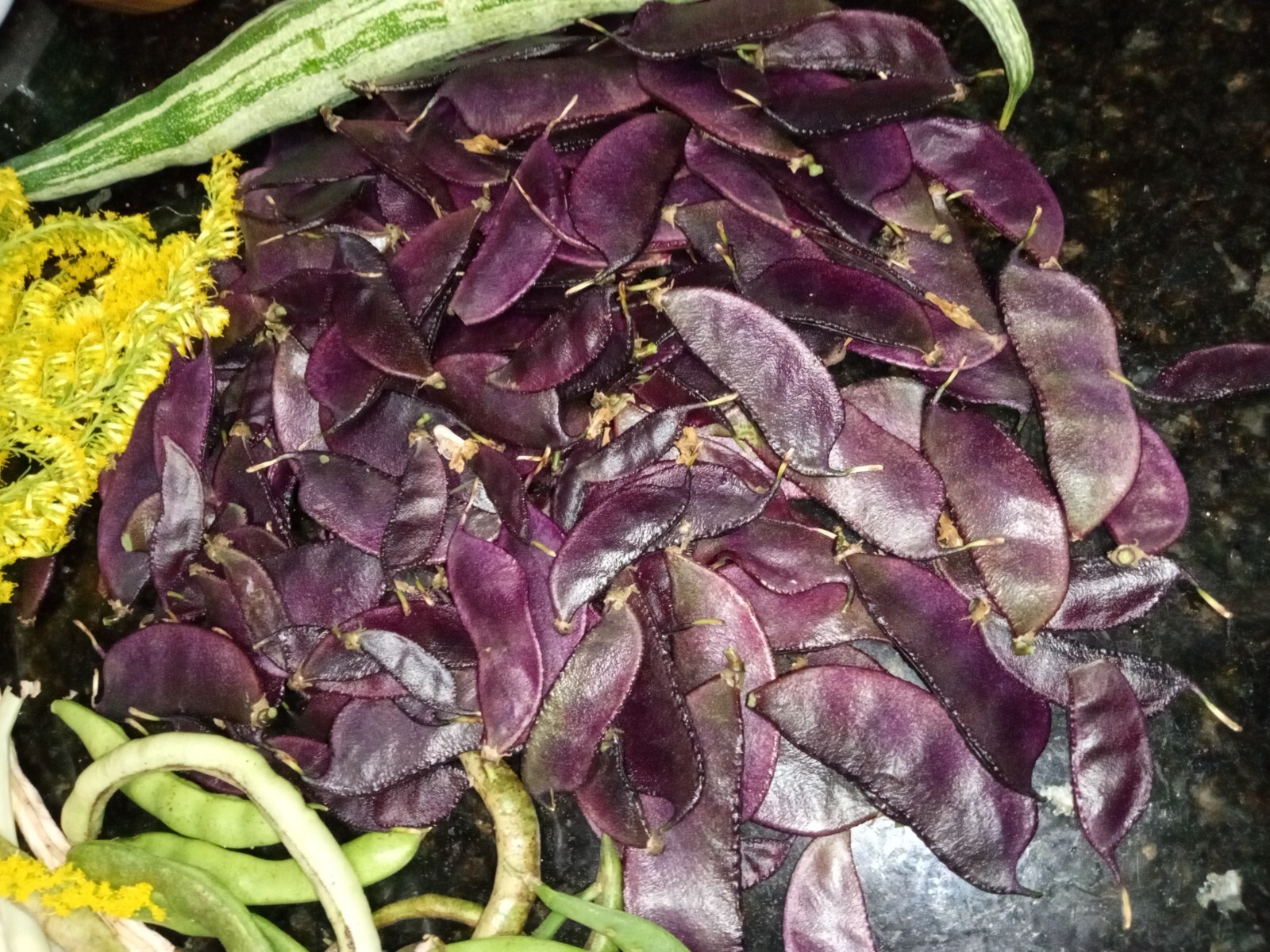 20 Purple Hyacinth Bean Seeds(Lablab purpureus) Grown In USA.