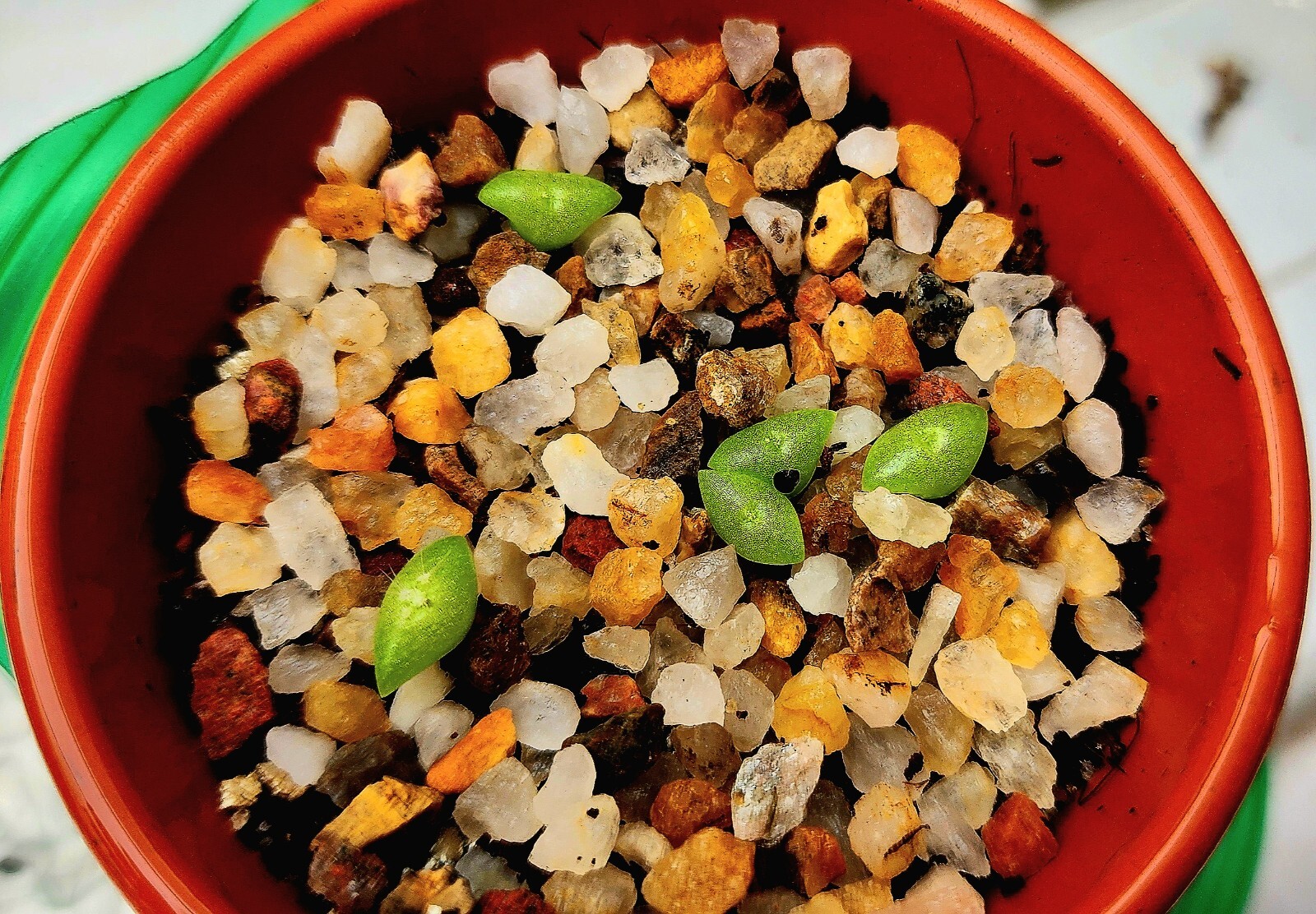 Saguaro Cactus seeds – Carnegiea gigantea seeds