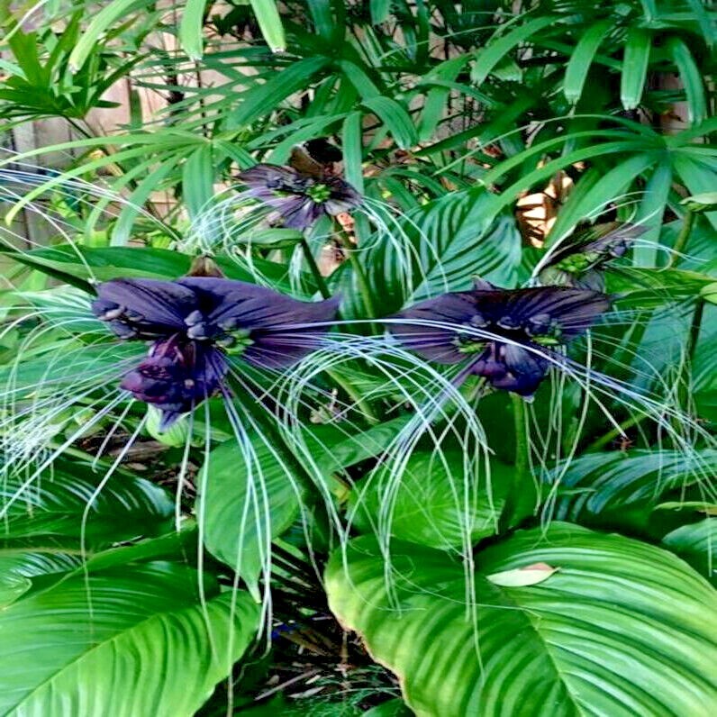 Black Bat Orchid Flower Seeds (Tacca chantrieri) RARE Tropical Garden Houseplant