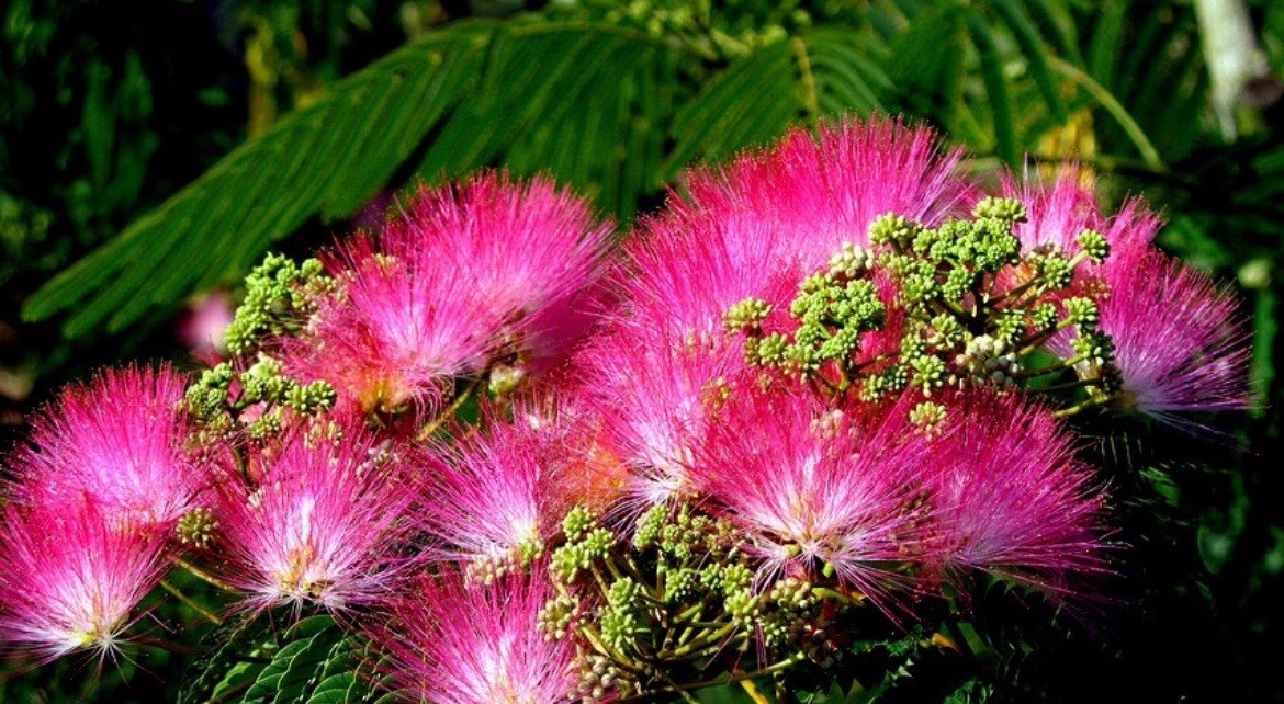 Mimosa Tree Seeds (Albizia julibrissin) Persian Pink Silk Flower Plant Bonsai