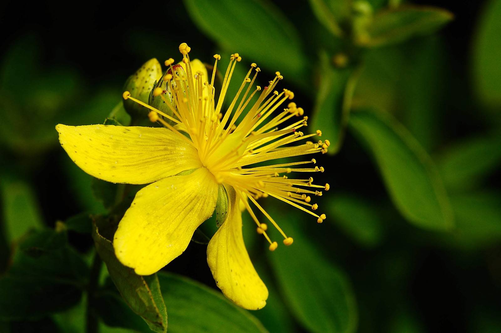1500 Great SAINT JOHNS WORT St John’s Hypericum Pyramidatum Yellow Herb Seeds