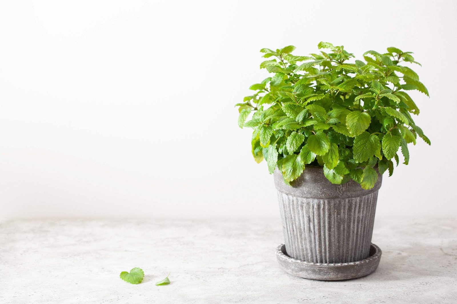 1500 LEMON BALM Lemonbalm Fragrant Herb / Flower Seeds *Flat S/H