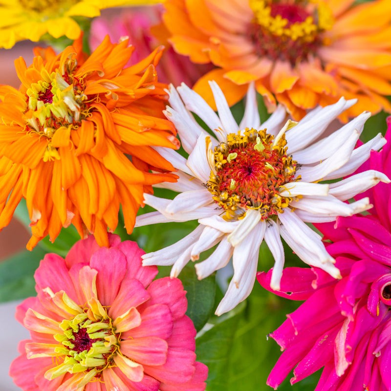 Cactus Flowered Zinnia Seed Mix Zinnia elegans Free Shipping!