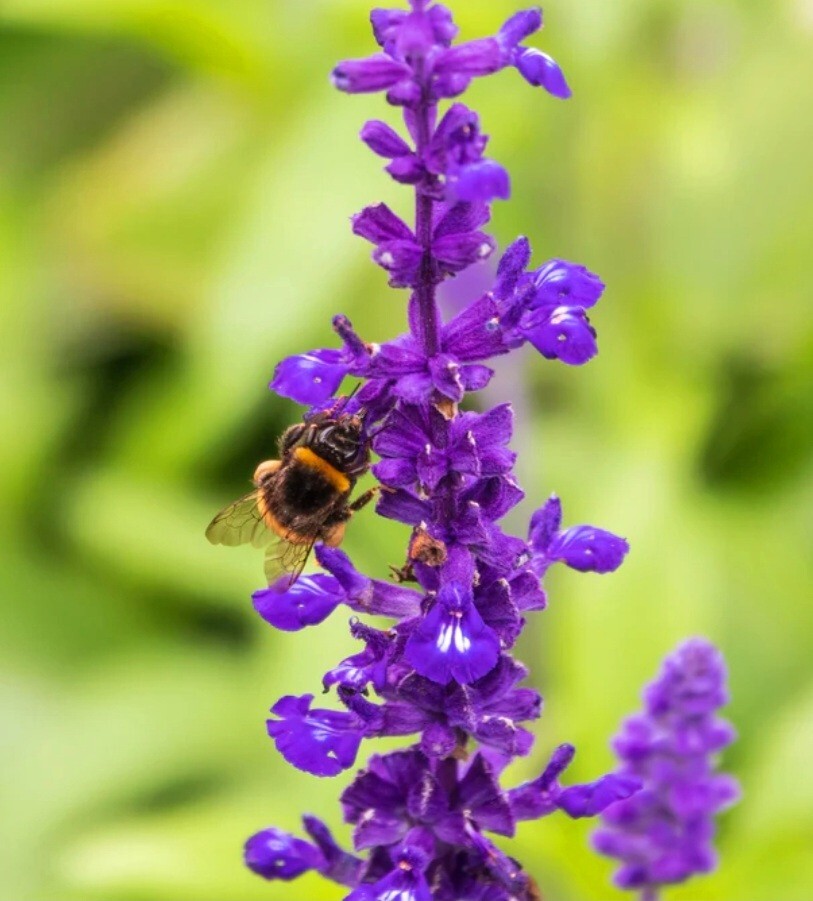 350 Texas Violet Sage Seeds Salvia Farinacea evolution Fragrant Non-GMO Heirloom