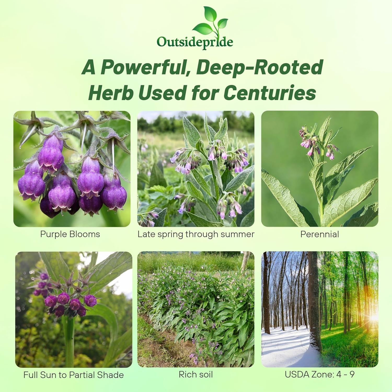 Comfrey Seeds – 100 Pcs. Perennial, Drought-Tolerant & Low Maintenance, Herb …