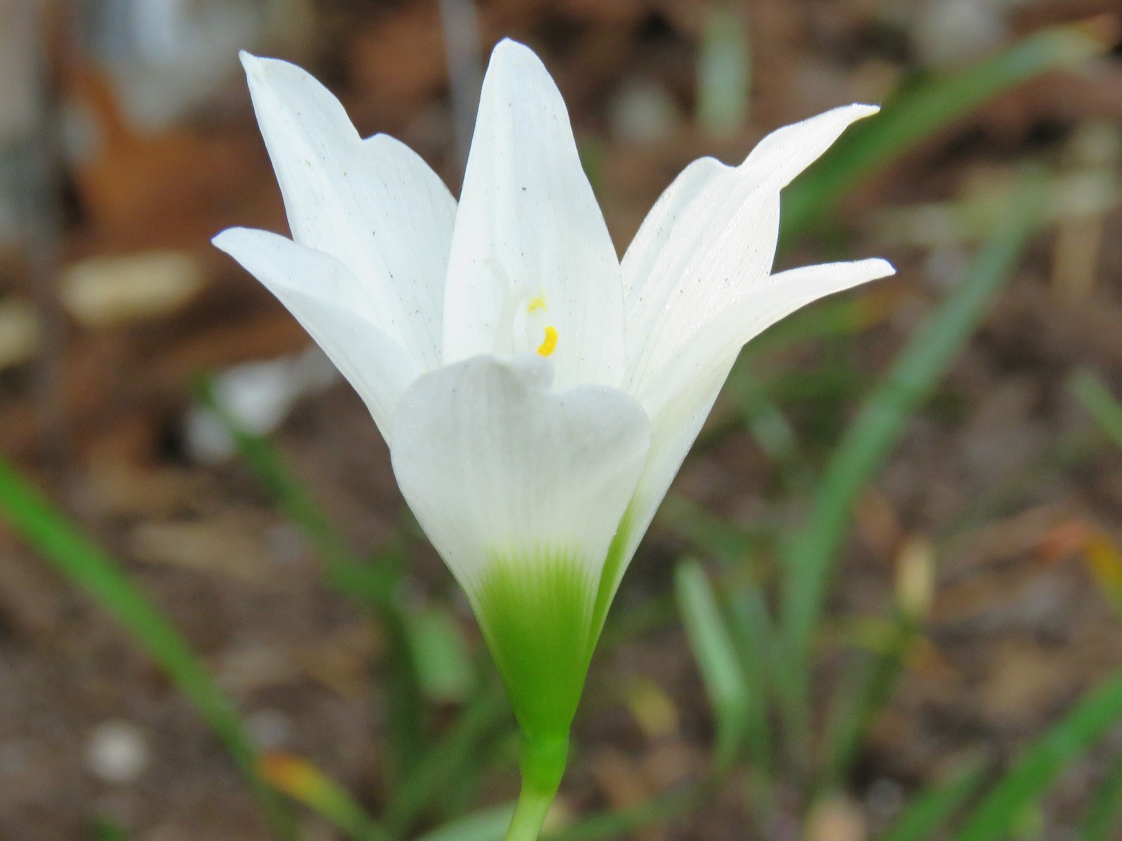 Rain Lily, Zephyranthes Waan Hom Dam, 1 bulb, NEW, habranthus