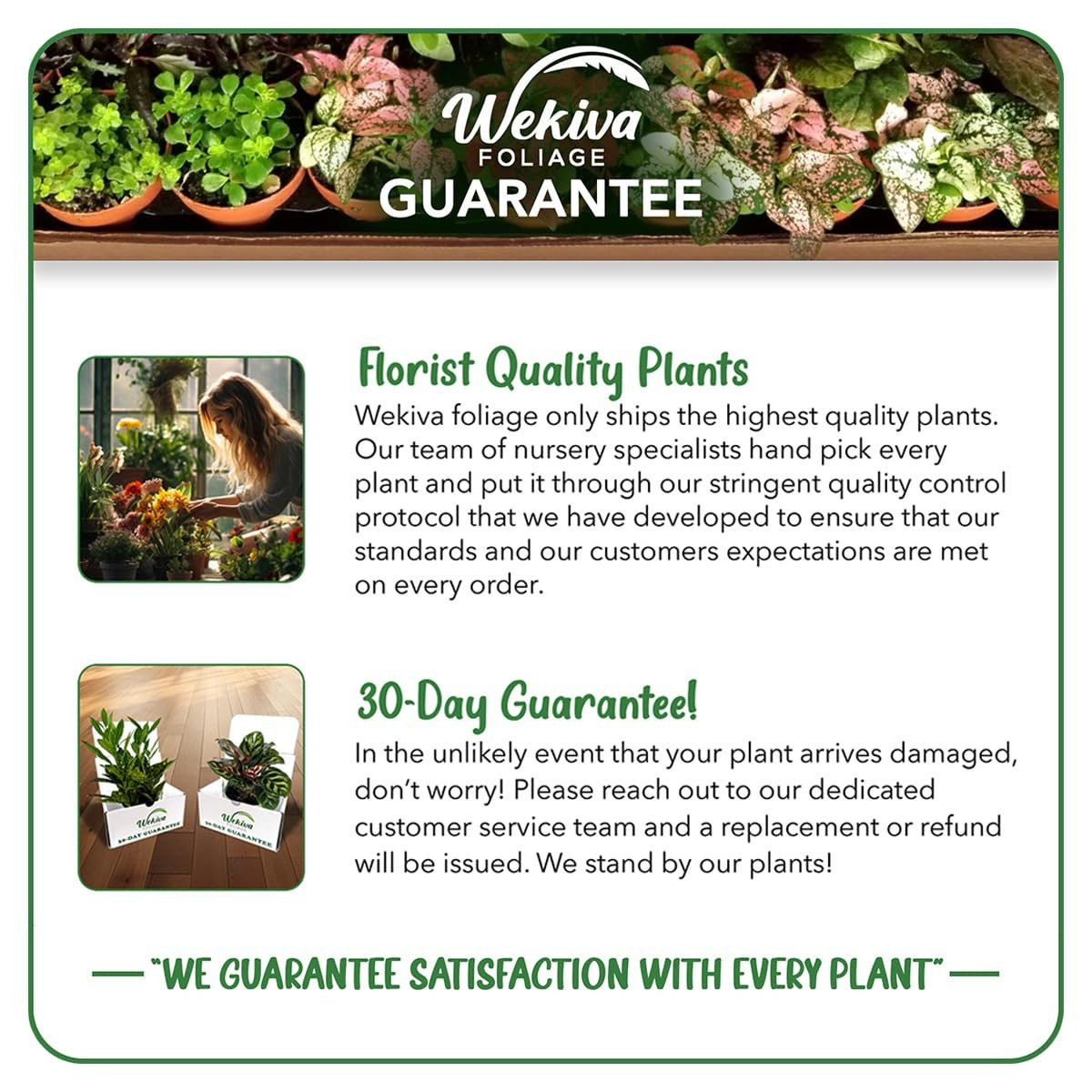 Everglades Palm – Live Starter Plants in Growers Liners