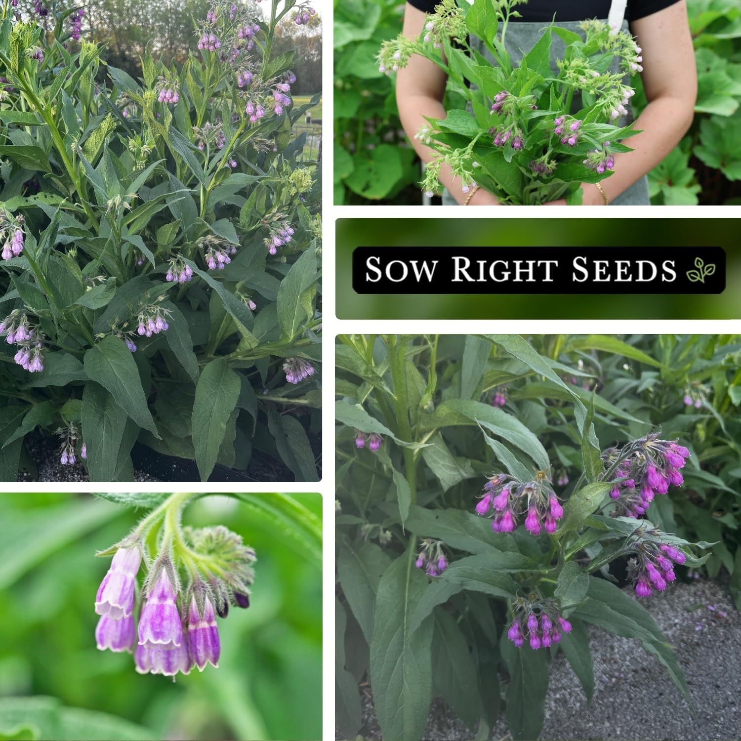 Comfrey Seeds – Non-Gmo Heirloom Packet for Indoor/Outdoor Herb Garden (1)