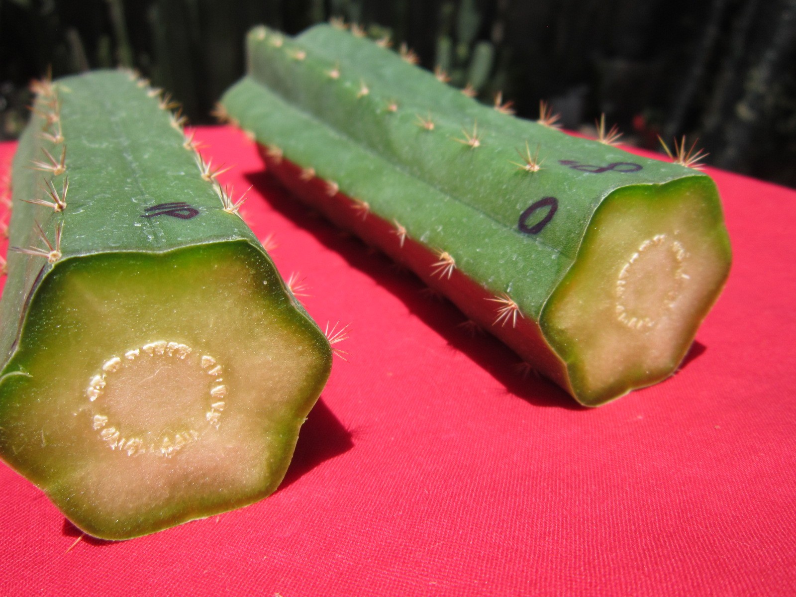 Echinopis ” T Scop / Bridgesii 8″ x 2 Ottokane