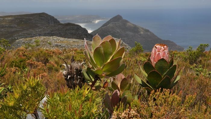 Protea speciosa | Bearded Sugarbush | 10 Seeds