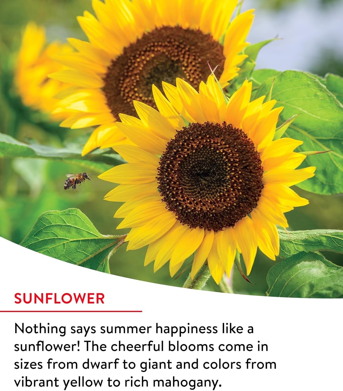 Attract Pollinators with 25,000 Easy Grow Wildflower Seeds – 14 Flower Varieties