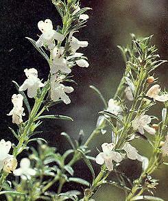 Savory Winter Satureja montana 2,000 seeds