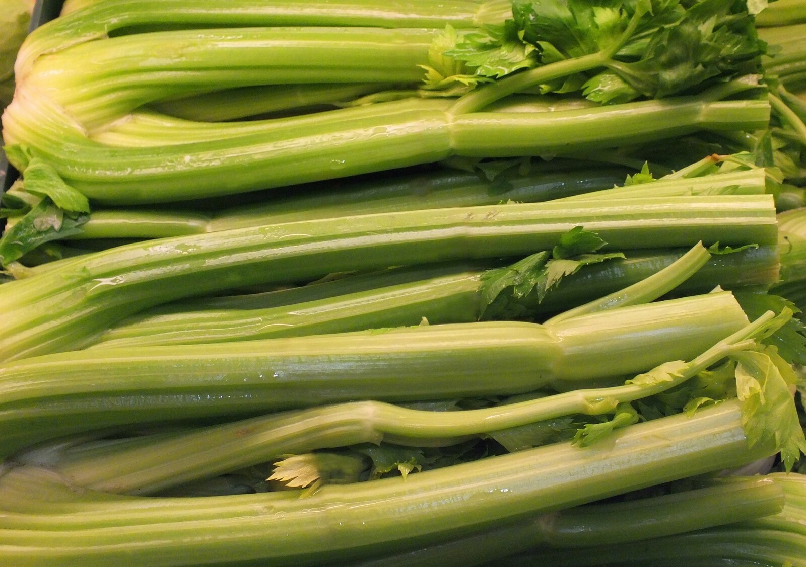 500+ Celery Seeds- Golden Pascal- Heirloom- Grown in 2020 for 2021