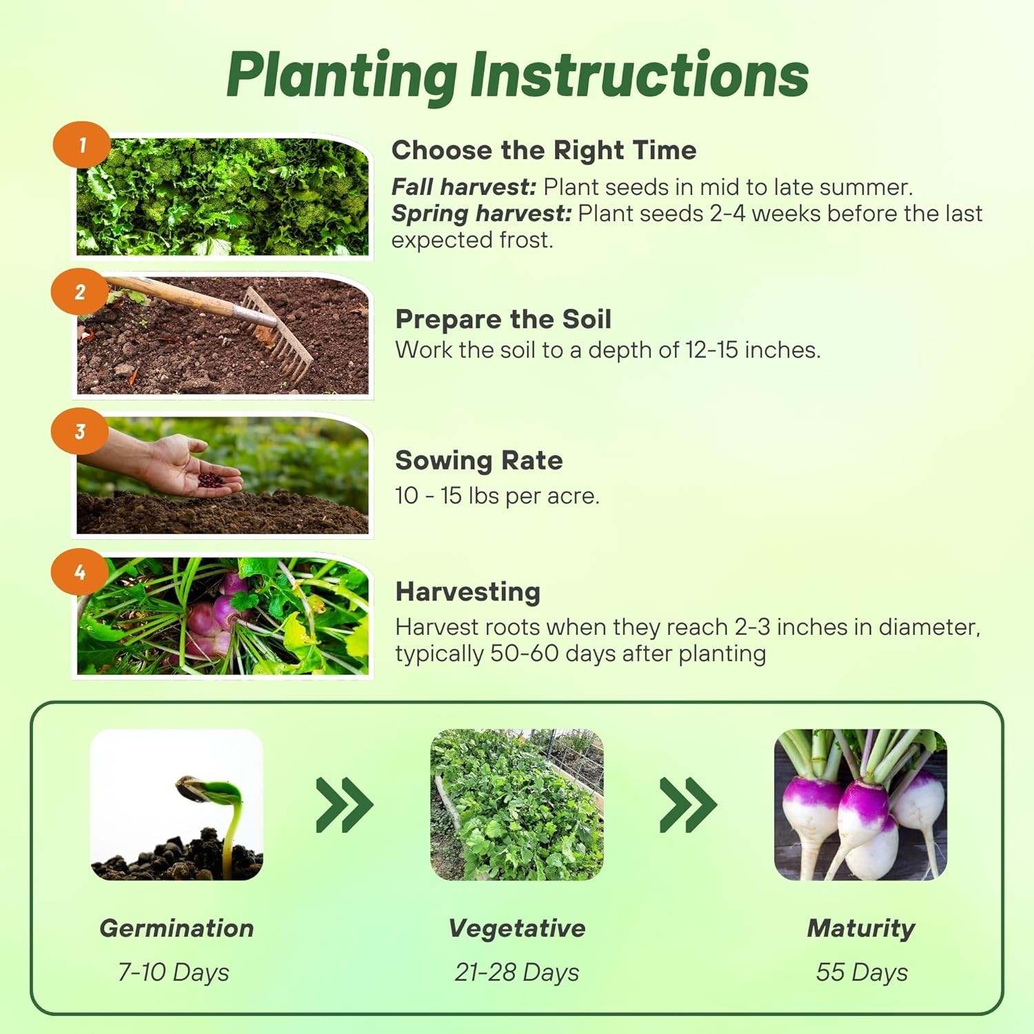 50 LBS Purple Top Turnip Seeds – Bulk Brassica Seed For Food Plots, Cover Crops