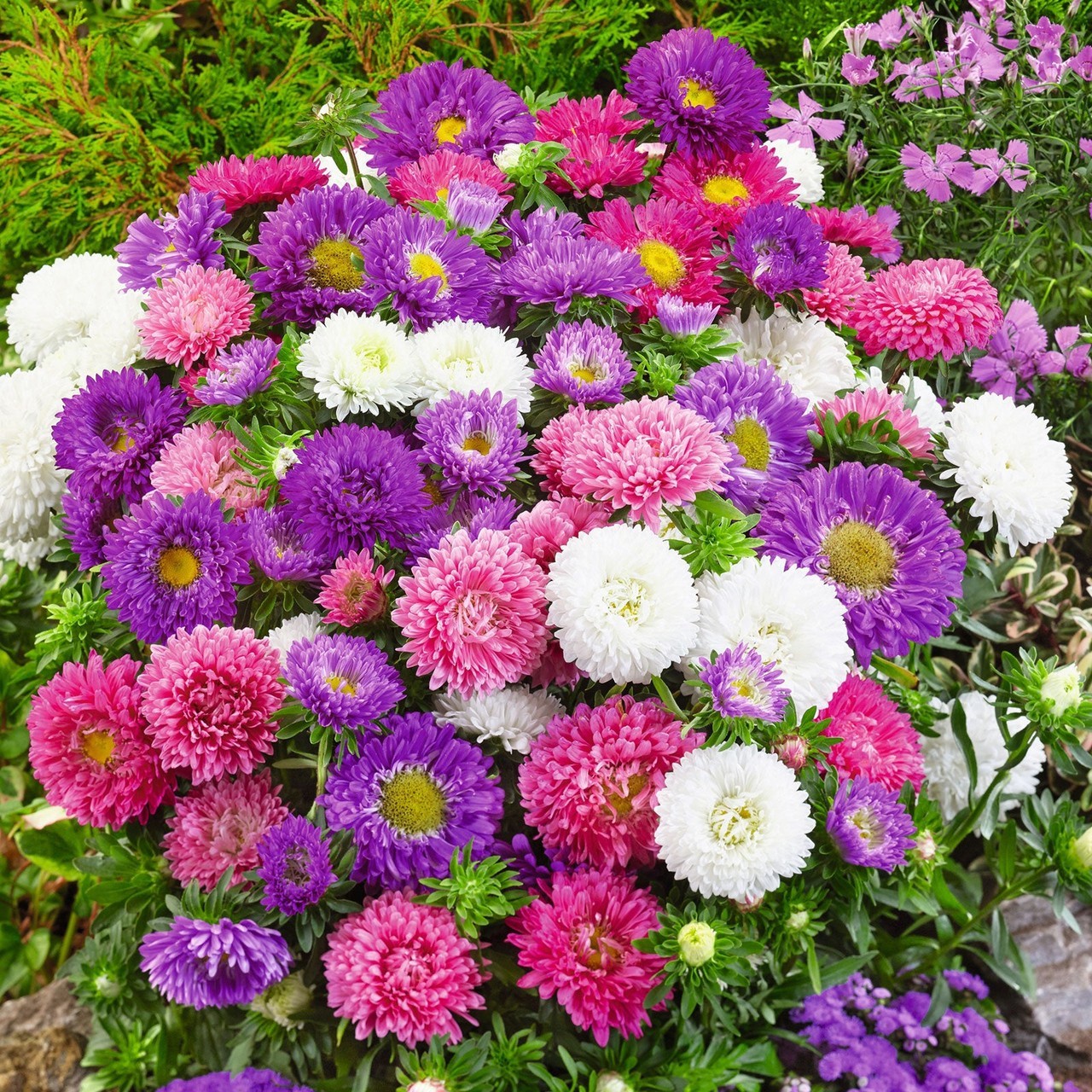 300 Aster, China POWDERPUFF Mix seeds Blooms Flowers Non-GMO