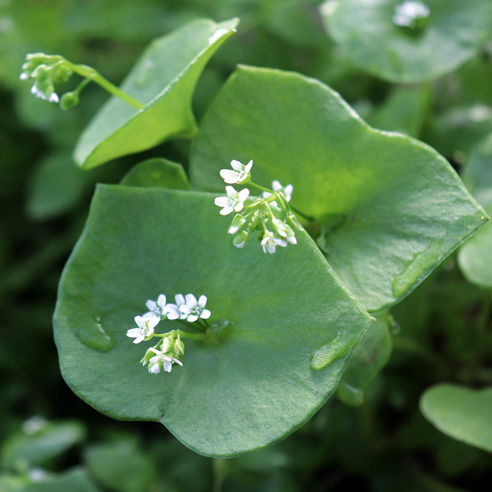 Winter Purslane Seeds 5,000 Pcs, Easy to Grow, NutrientRich for Culinary Use