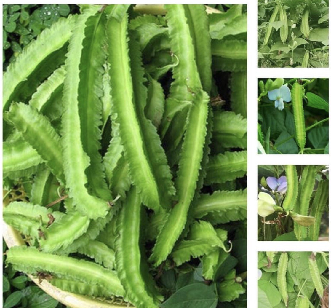 50+ SEEDS- Winged Bean | Asparagus Pea I Pallang I Four Angled Bean I Dau Rong