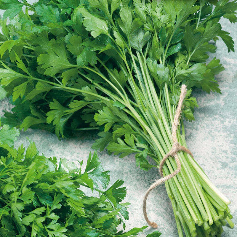 Italian Parsley 500 Seeds, NON-GMO Free Shipping!