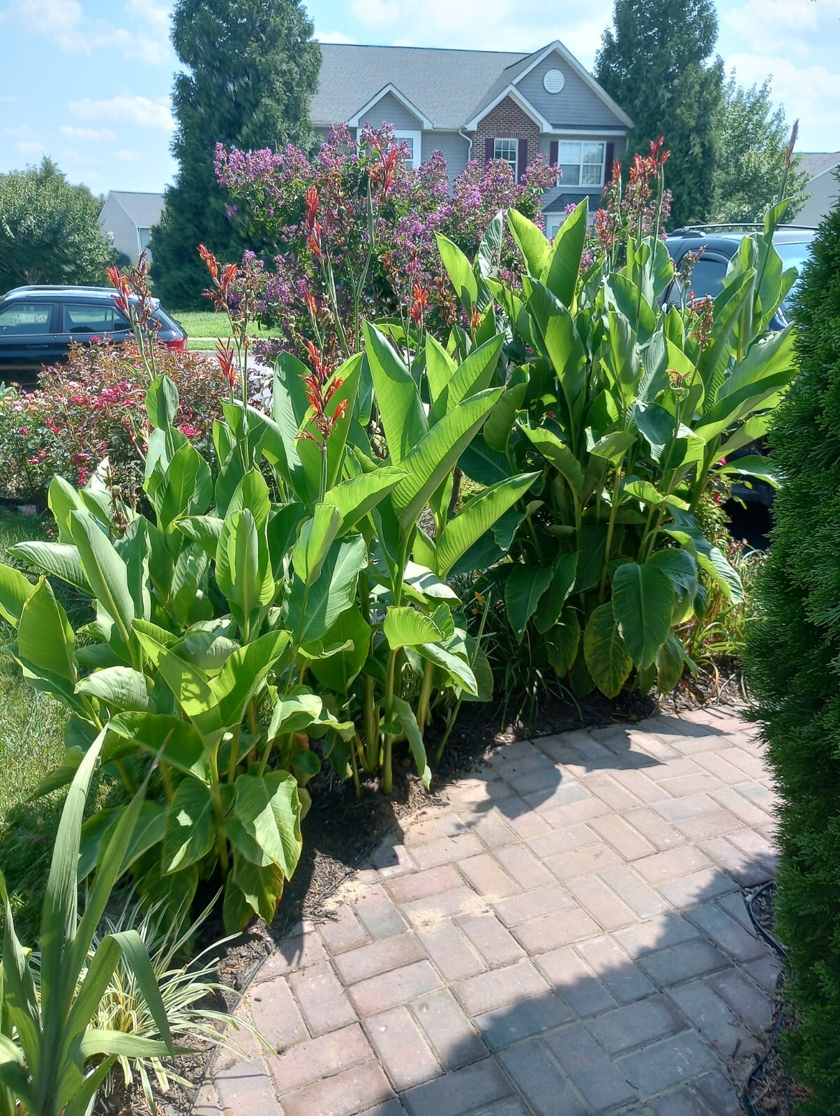 1 Red Canna Lily bulb Rhizome 6 feet large green leaves deer resistant