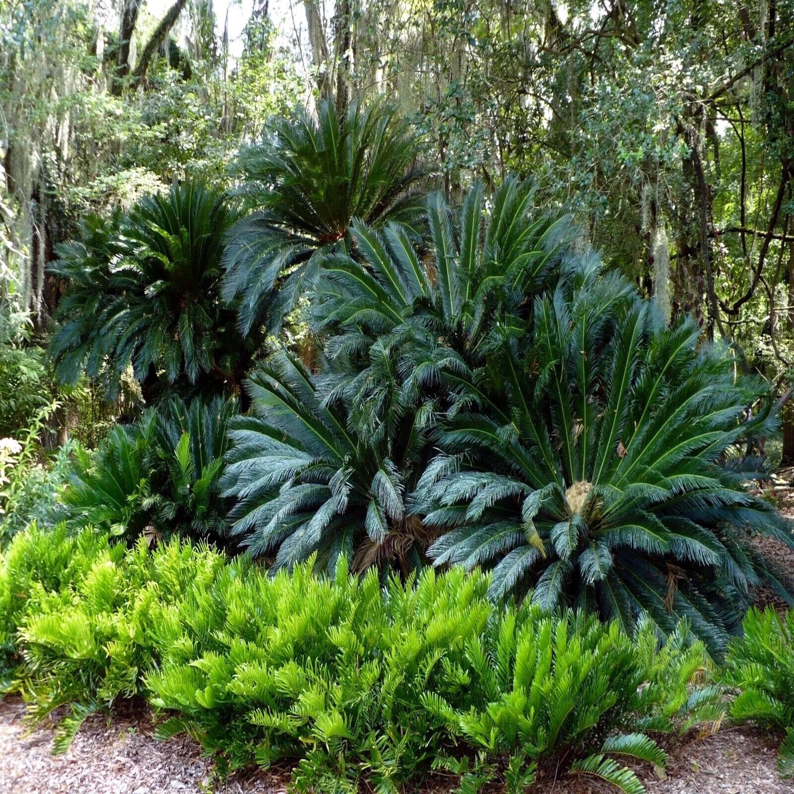 King Sago Palm Seeds (Cycas Revoluta) Rare Tropical Prehistoric Cycad Hardy-8