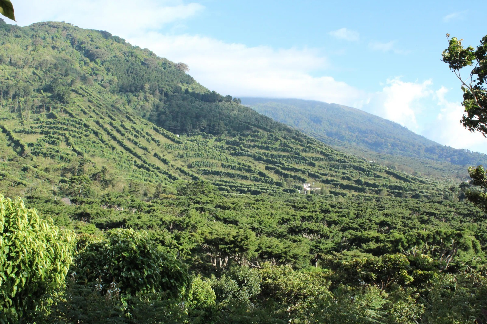 Salvadorian Santa Ana Finca la Esperanza Coffee Bean Tree Seeds (25) / RARE